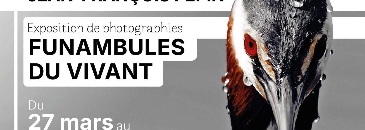 🐦Autour des oiseaux 