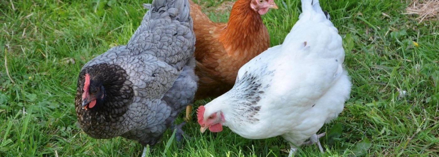 ⚠️ Grippe aviaire