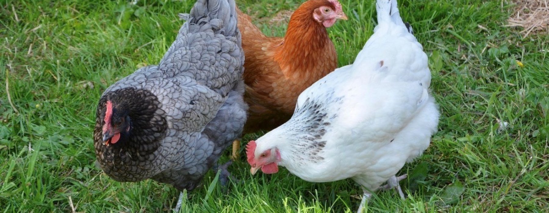 ⚠️ Grippe aviaire